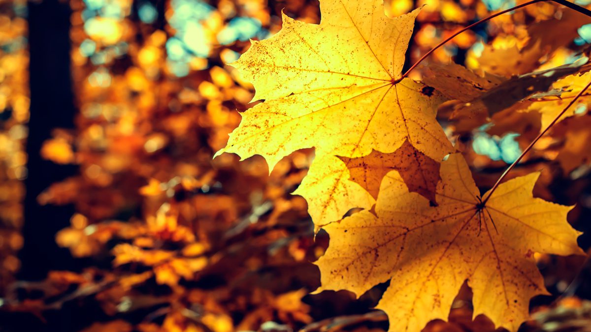 Autumn Leaves in Northeast Ohio