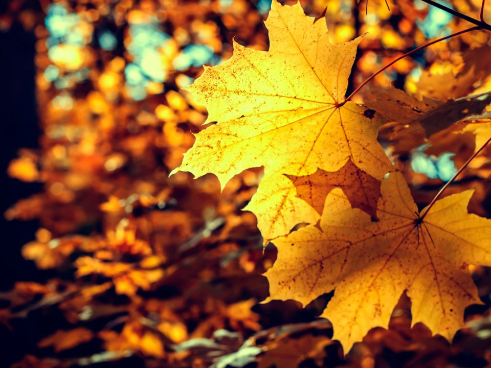 Autumn Leaves in Northeast Ohio