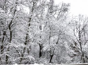Norwalk-Ohio-Snow-Trees-Road-Trip white snow covered trees norwalk ohio